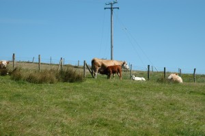 Inishbofin